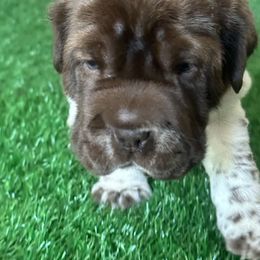 Chinese Shar-Pei, Cocker Spaniel, and Companion Cross Puppies from Mini Hippo Land