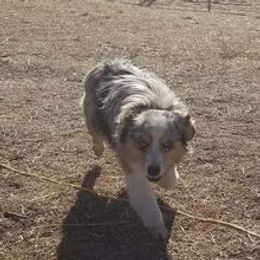 Australian Shepherds and Shih Tzus from M & J  Kennels