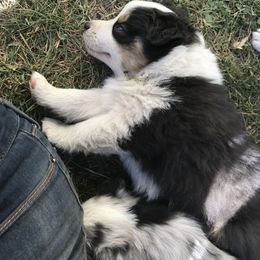 Australian Shepherd Puppies from Wild Souls Australian Shepherds