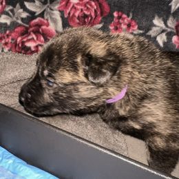 Dutch Shepherd Puppies from Monadnock Dutch Shepherds