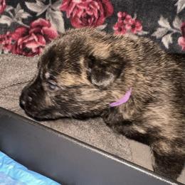 Dutch Shepherd Puppies from Monadnock Dutch Shepherds