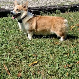 Trufles - Pembroke Welsh Corgi