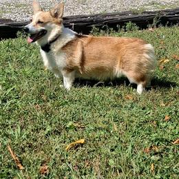 Trufles - Pembroke Welsh Corgi