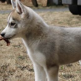 Siberian Huskies from Burkeson Siberian Huskies