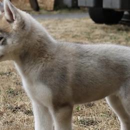 Siberian Huskies from Burkeson Siberian Huskies