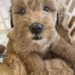 Goldendoodle and Poodle Puppies from King’s  Castle of Doodles
