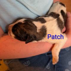 Patch - Badger male Colorado Mountain Dog puppy in Colorado Springs, Colorado from Sharp Guardians and Goldens