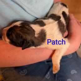 Patch - Badger male Colorado Mountain Dog puppy in Colorado Springs, Colorado from Sharp Guardians and Goldens