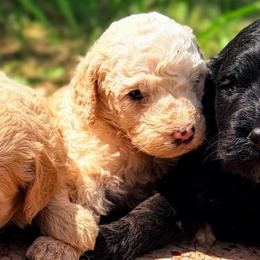Cosmog - Cream female Goldendoodle puppy in Captain Cook, Hawaii from Big Island Goldendoodles