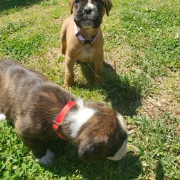 Boxer Puppies from SmashBox Kennel