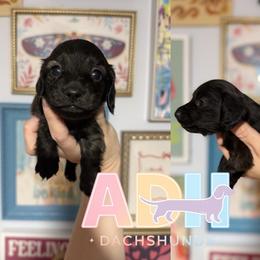 Bowie - Brindle male Dachshund puppy in Coatesville, Indiana from ADH Dachshunds