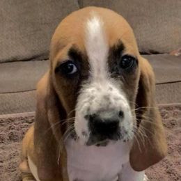 Basset Hounds from Cash’s Bassets