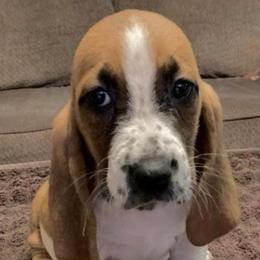 Basset Hounds from Cash’s Bassets