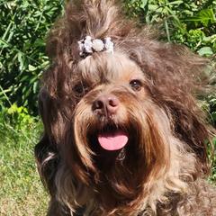 Dusty - Russian Tsvetnaya Bolonka