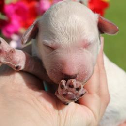 Girl 2 - White female Poodle puppy in Ephrata, Washington from NCR Ranch