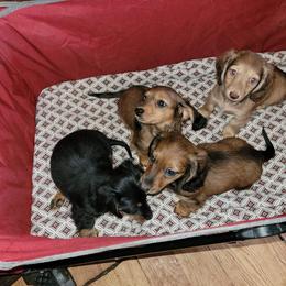 Dachshund, Poodle, and Yorkshire Terrier All Grown Up from Granny's babies