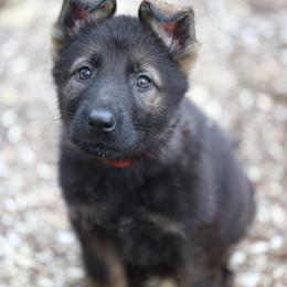 German Shepherd Puppies from Vom Haus Highlands