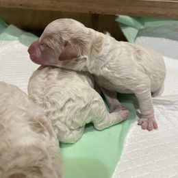Boy 1 - male Lagotto Romagnolo puppy in Minster, Ohio from 1880 Lagotto