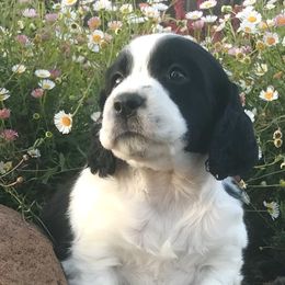 Margarita - English Springer Spaniel puppy in California from Alerion English Springer Spaniels