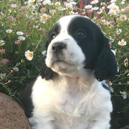Margarita - English Springer Spaniel puppy in California from Alerion English Springer Spaniels