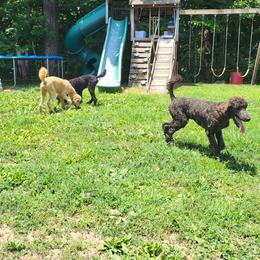 Poodles from Holly's Poodles