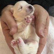 Japanese Spitz puppies from Mika Japanese Spitz