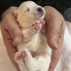 Japanese Spitz puppies from Mika Japanese Spitz