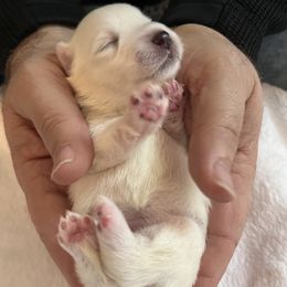 Japanese Spitz puppies from Mika Japanese Spitz