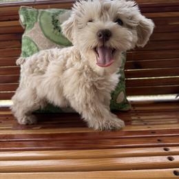 Scout - Wheaten male Miniature Schnauzer puppy in Silver Creek, Mississippi from Mamie’s Minis, LLC