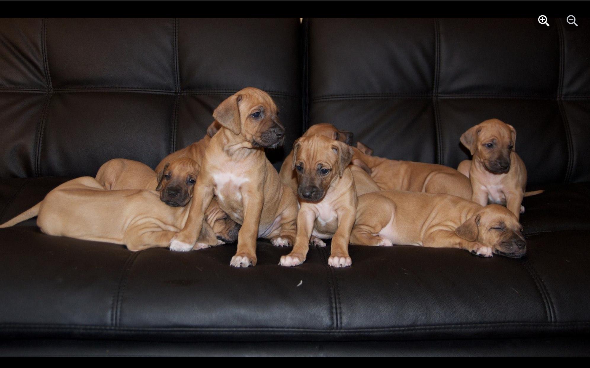 Rr in Oregon | Rhodesian Ridgeback puppies | Good Dog