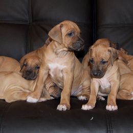 Rhodesian Ridgebacks from Rr