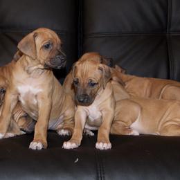 Rhodesian Ridgebacks from Rr