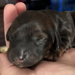 Dachshunds from Sterling Doxies
