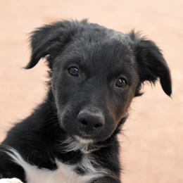 Thunder - Black tri-color male Australian Shepherd puppy in San Tan Valley, Arizona from Mott Ranch - Blazin' Sun Aussies