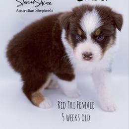Ember - Red tri-color female Australian Shepherd puppy in Greeneville, Tennessee from Storm Shine Australian Shepherds
