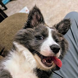 Border Collie Puppies from Double4farms