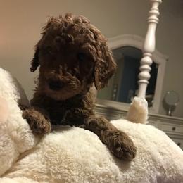 Goldendoodle Puppies from Da Ruba Doodles