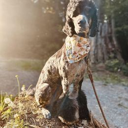 Goldendoodles from North Coast Doodles