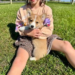 Finnegan - Red male Pembroke Welsh Corgi puppy in Urbana, Ohio from Edgewood Farm and Kennel