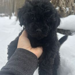 Bean - Black male Havapoo puppy in Lake Ann, Michigan from Riyem Wildflower Farms