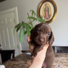 Brownie - Chocolate female Dachshund puppy in Yuba City, California from Mulberry Dachshunds