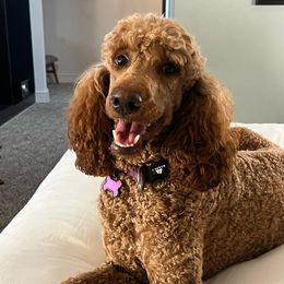 Ruby - Bernedoodle