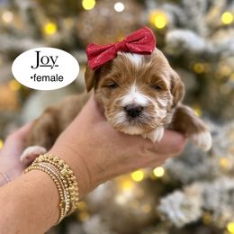 Joy - Red  female Goldendoodle puppy in Jackson, Mississippi from T.M. Poodles & Doodles