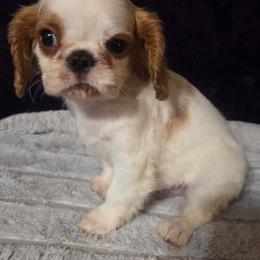 Charisma's smooth sensation - Red and white male English Toy Spaniel puppy in Glenwood City, Wisconsin from NyaStar