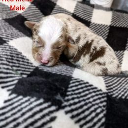 Golden Retriever and Miniature Australian Shepherd Puppies from Haleys Farm