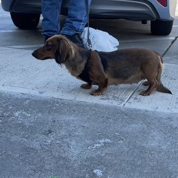 Dachshund Puppies from Monterey Bay Dachshund Kennel