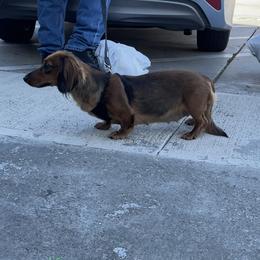 Dachshund Puppies from Monterey Bay Dachshund Kennel