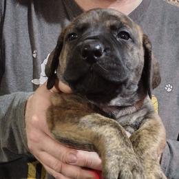 Grey girl - Brindle female Boerboel puppy in Dowagiac, Michigan from Flanders Kennels LLC