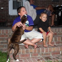 American Staffordshire Terrier Puppies from Diane Guilmette