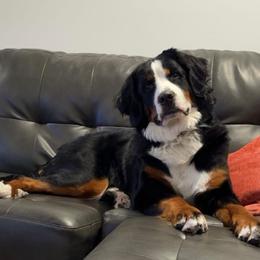 Bernese Mountain Dog All Grown Up from Timeless Cottage Homestead Bernese